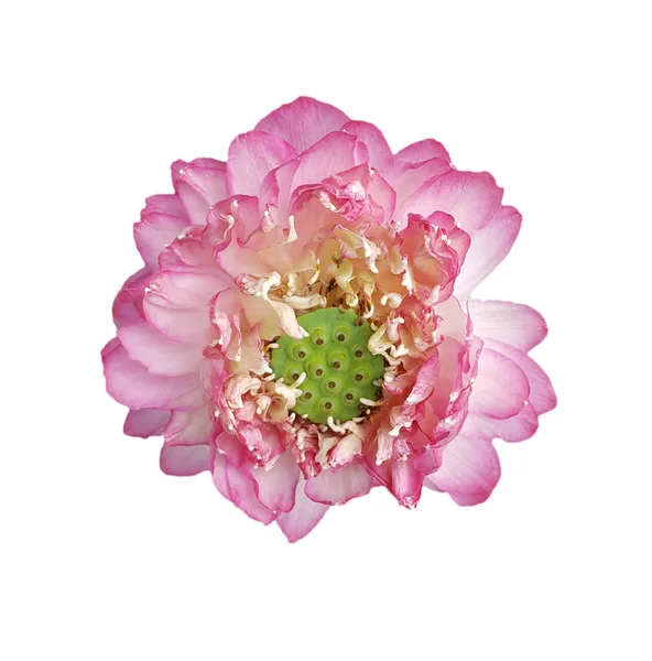 Flor de loto rosa aislada sobre fondo blanco — Foto de Stock
