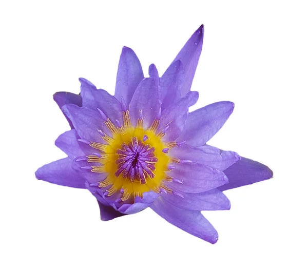 Flor de loto púrpura aislada sobre fondo blanco — Foto de Stock