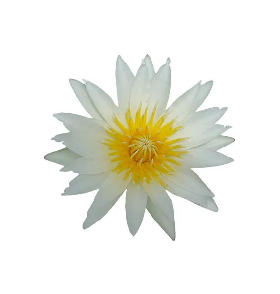 Flor de loto aislada sobre fondo blanco — Foto de Stock