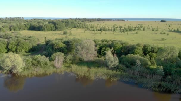 Skog Vid Floden Sommardag — Stockvideo