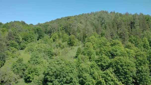 Πυκνό πράσινο δάσος σε μια φωτεινή ημέρα — Αρχείο Βίντεο