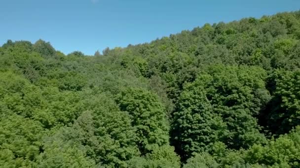 Dense arbres verts drone voler loin