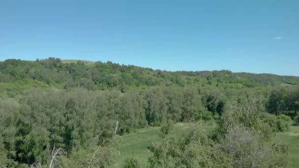 Folhagem verde em árvores em uma floresta — Vídeo de Stock