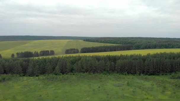 Campos amarillos en el bosque — Vídeo de stock