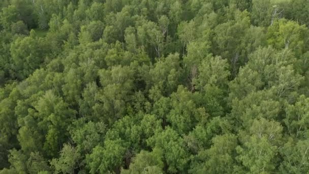 Dicht Groene Bomen Uitzicht Vanaf Drone — Stockvideo