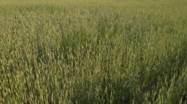 Bir yaz gününde yeşil-sarı buğday tarlası