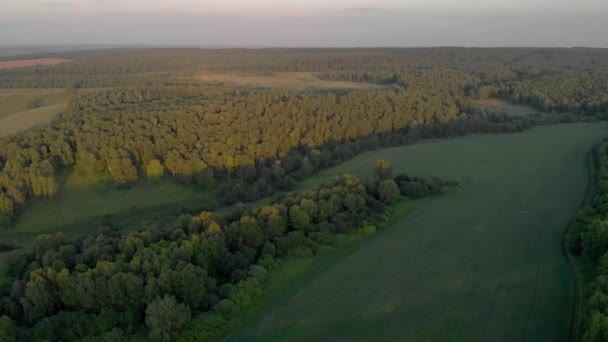 空からの夕日の緑の森 — ストック動画