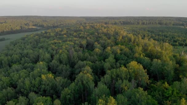 Floresta Verde Com Uma Estrada — Vídeo de Stock