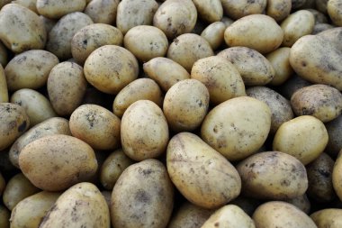 Arazi parçalı sarı patates arka planı