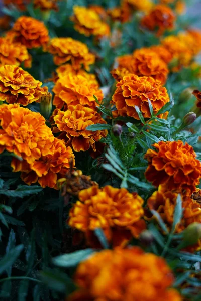 Flores naranjas en el jardín —  Fotos de Stock