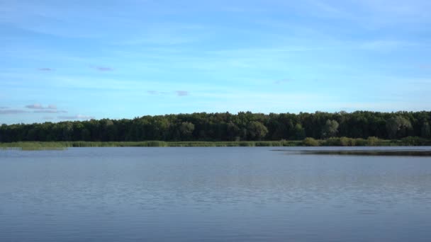 Vista da floresta no lago — Vídeo de Stock