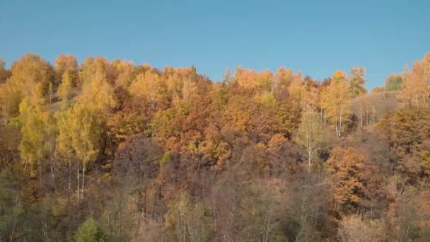 Дивовижні осінній ліс — стокове відео