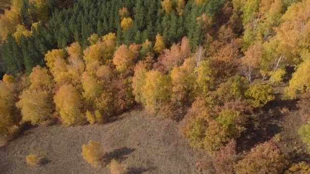 Autumn forest from above — Stock Video