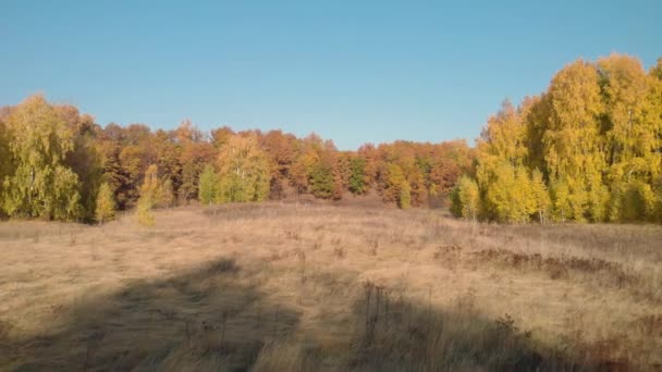 Bosco di autunno in una radura — Video Stock