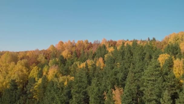 Φθινοπωρινό δάσος σε μια φωτεινή μέρα — Αρχείο Βίντεο