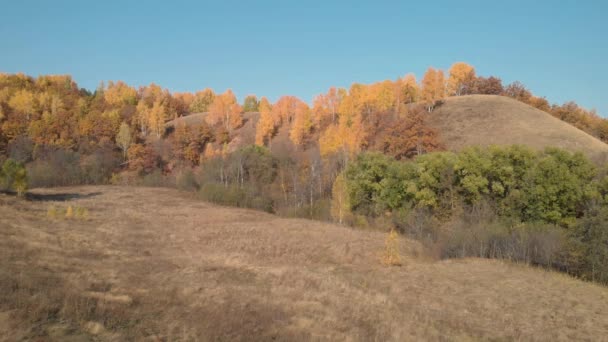 Bosque de otoño en un día soleado — Vídeo de stock