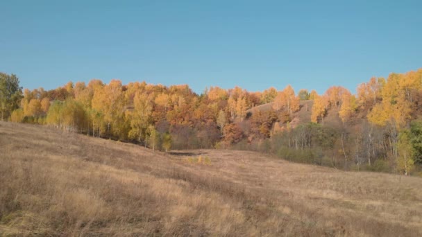 Autumn grass and yellow forest — Stock Video