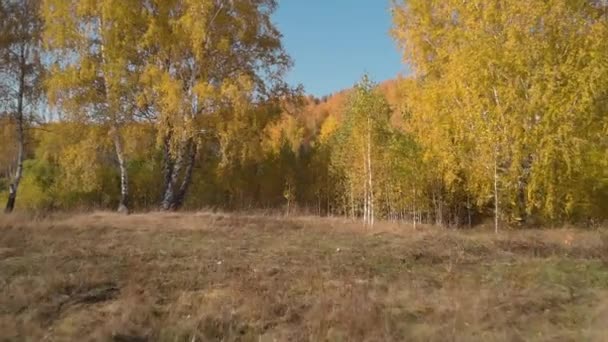 Volar entre árboles en el bosque de otoño — Vídeo de stock