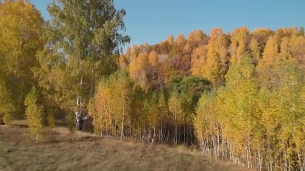 Volar en el bosque amarillo de otoño — Vídeo de stock