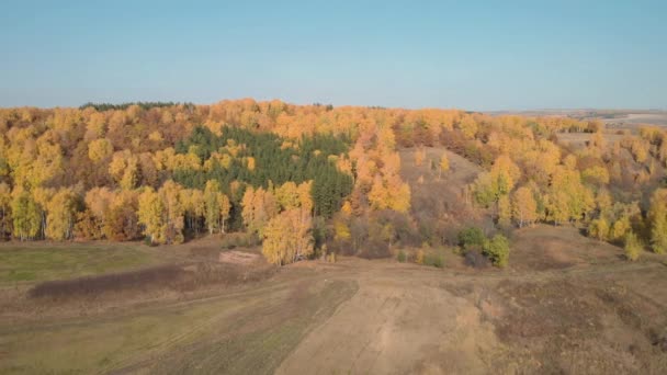 Paisaje bosque amarillo — Vídeo de stock