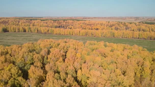 Bosques amarillos con campos — Vídeo de stock