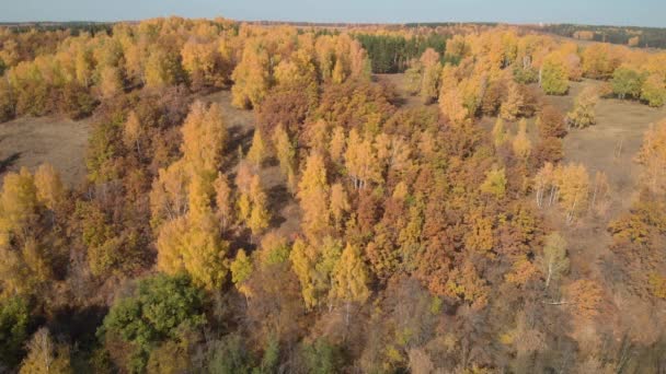 Yellow trees from above — Stock Video