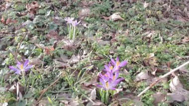 Bahar Crocus rüzgarda