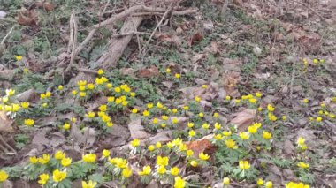 Marigold Marigold Caltha Palustris, sarı bahar çiçekleri