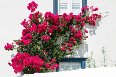 Geleneksel Yunanistan beyaz ve mavi ev çiçeklerle