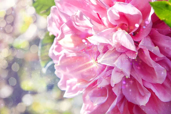 Büyülü Pembe Dahlia Hediye Olarak Bir Çiçek — Stok fotoğraf