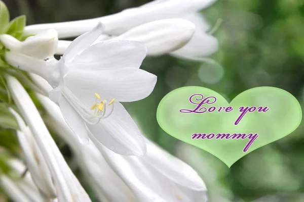 Carte Voeux Pour Maman Avec Des Fleurs Blanches — Photo