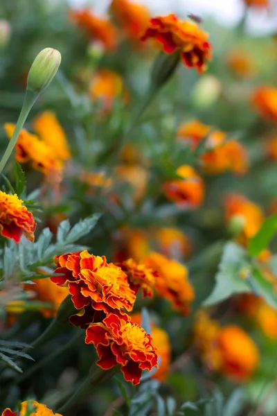 stock image Greeting card with bright orange flowers.