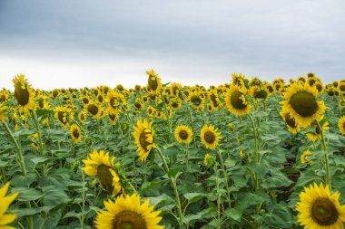 Tarlada ayçiçekleri