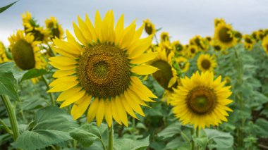 Tarlada ayçiçekleri