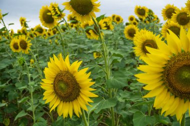 Tarlada ayçiçekleri
