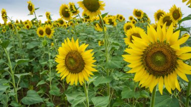 Tarlada ayçiçekleri