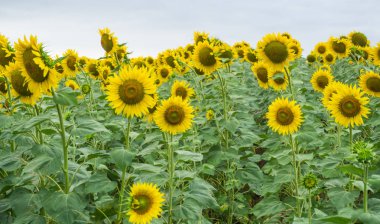 Tarlada ayçiçekleri