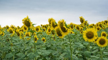 Tarlada ayçiçekleri