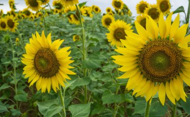 Tarlada ayçiçekleri