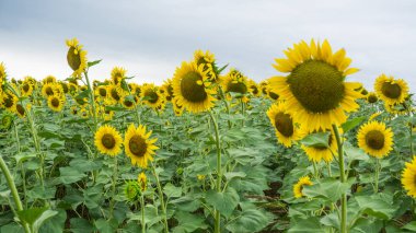 Tarlada ayçiçekleri