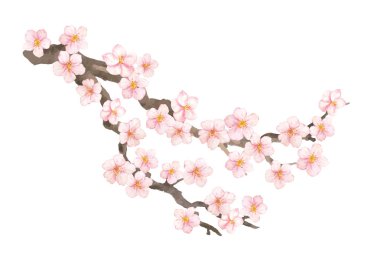 Vektör suluboya elemanı. Koleksiyon Sakura veya kiraz çiçekler ve şube.