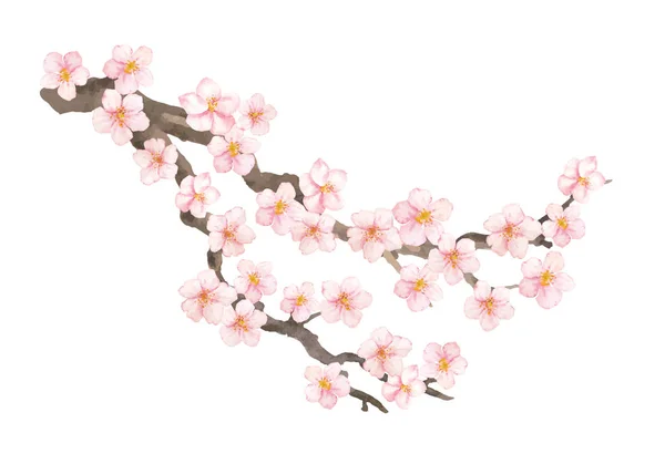 Vector watercolor element. Collection sakura or cherry flowers and branch. — Stock Vector