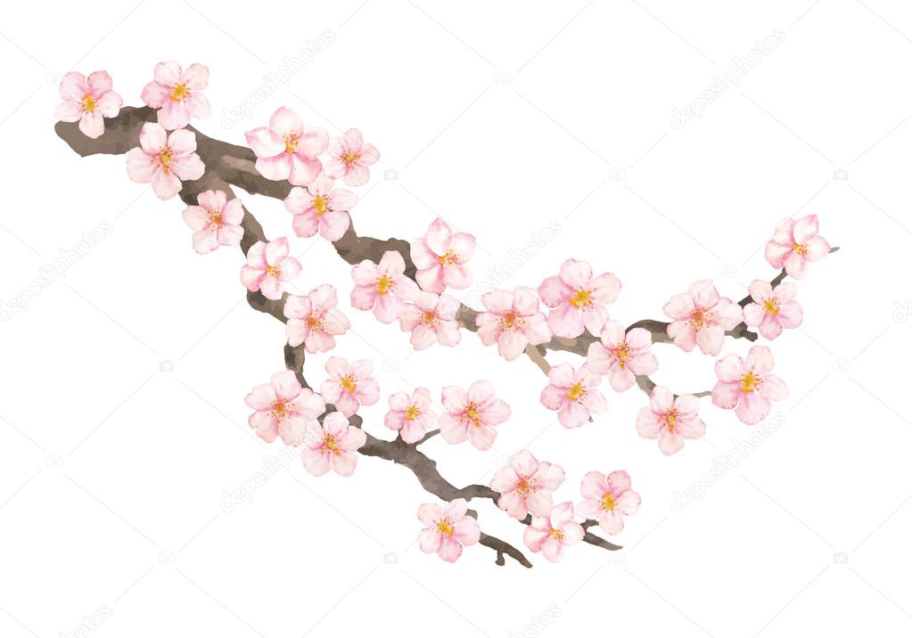 Vector watercolor element. Collection sakura or cherry flowers and branch.