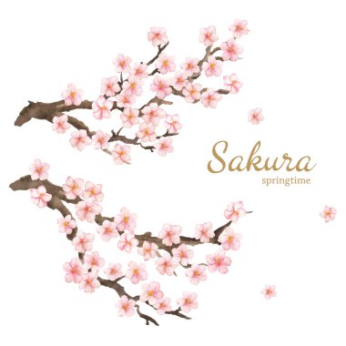 Vektör suluboya elemanı. Toplama sakura veya kiraz çiçek ve dalları.