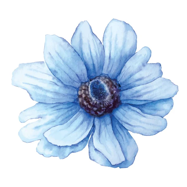 Anémone vectorielle bleue en aquarelle isolée sur fond blanc. Fleur découpée pour fond, texture, motif . — Image vectorielle