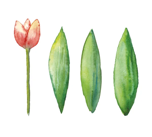 Tulipe aquarelle vectorielle, illustration dessinée à la main de fleur de printemps, illustration florale isolée sur fond blanc . — Image vectorielle