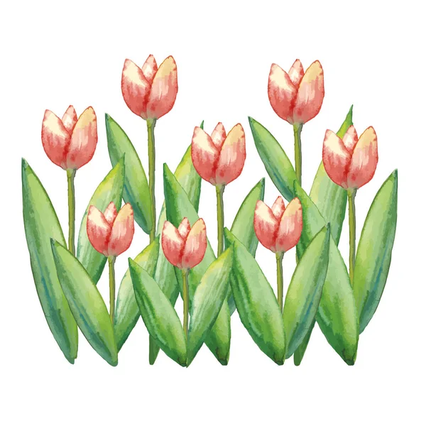 Vector Tulipanes de acuarela, ilustración dibujada a mano de flores de primavera, ilustración floral aislada sobre fondo blanco . — Archivo Imágenes Vectoriales