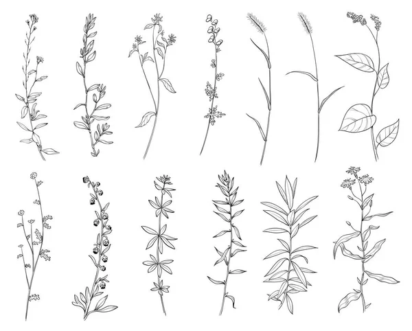 Vahşi otlar el çizilmiş ayarlayın. Anahat bitkiler çizim, botanik vektör illüstrasyon. Beyaz arka planda yalıtılmış siyah. — Stok Vektör