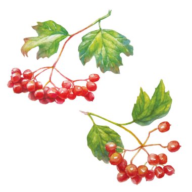 Vector Red viburnum opulus - guelder-rose - branch with leaves and berries -medicinal plant.