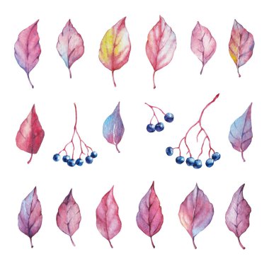 Kırmızı sonbahar suluboya elementleri - böğürtlen ve yaprak. Toplama bahçesi, yabani yapraklar. Resimler beyaz arkaplanda izole edildi.
